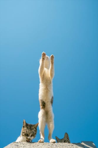 この構図は一体！？(笑) 猫ロケットが発射する瞬間をとらえた躍動感あふれる写真が話題に！