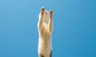 この構図は一体！？(笑) 猫ロケットが発射する瞬間をとらえた躍動感あふれる写真が話題に！