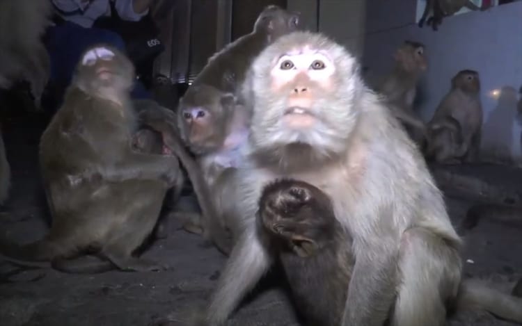 サルが街頭に大量出没！サル達が一斉に空を見上げて見ていたものとは一体！？