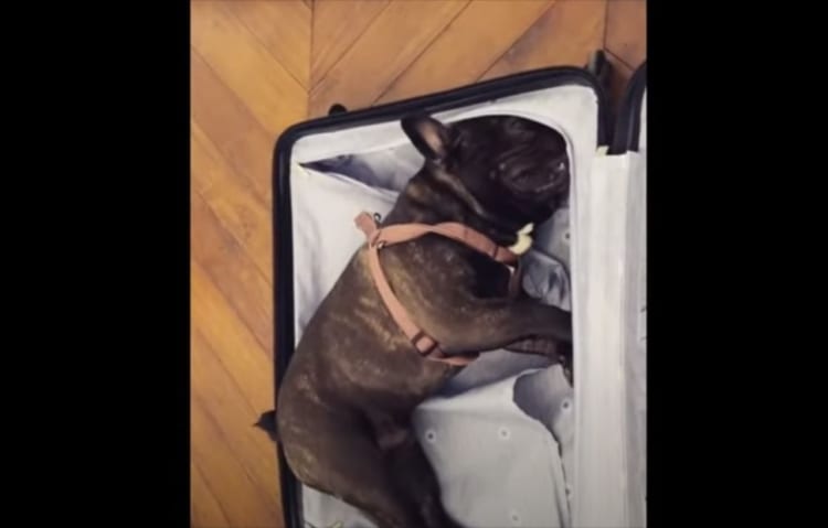 飼い主がどこかへ出かけると悟ったか？荷造りを必死に阻むワンコが可愛い(笑)