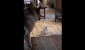 コピー能力が凄すぎる!ワンコが吠えていると思ったらオウムだった(笑)
