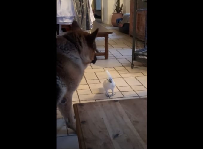 コピー能力が凄すぎる！ワンコが吠えていると思ったらオウムだった(笑)