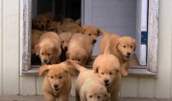 イイイィヤッホーイ!はしゃぎまくるゴールデンレトリバーの子犬たちが可愛すぎる!