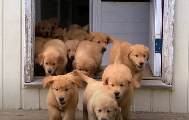 イイイィヤッホーイ！はしゃぎまくるゴールデンレトリバーの子犬たちが可愛すぎる！