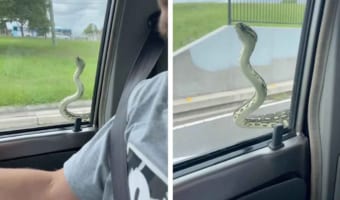 知らない間に大蛇とドライブ！？走行中に窓から蛇がこんにちは！気づいた時にはゾッとする衝撃映像に