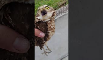 赤ちゃんフクロウを救え!優しい男性への赤ちゃんフクロウからの信頼感が凄い