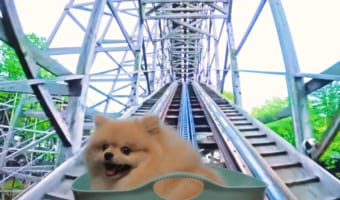 ジェットコースターにポメラニアン！？余裕の表情が可愛い！