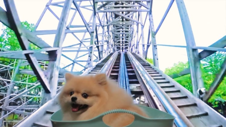 ジェットコースターにポメラニアン！？余裕の表情が可愛い！
