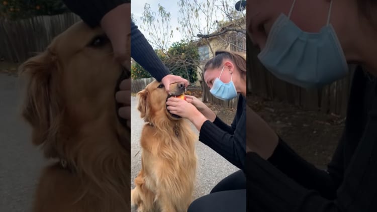 盗んだリンゴを絶対に返したくないワンコの意地が凄い！