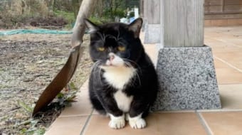 全ての動きが他の猫の1/3のスピード！のんびりニャンコ「もんた」が可愛すぎる