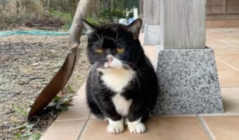 全ての動きが他の猫の1/3のスピード!のんびりニャンコ「もんた」が可愛すぎる