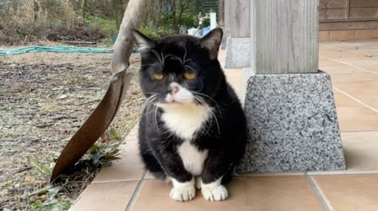 全ての動きが他の猫の1/3のスピード！のんびりニャンコ「もんた」が可愛すぎる