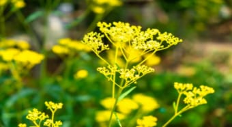 「女郎花」の読み方はなぜ「おみなえし」？その理由は対となる花にあった！