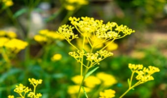 「女郎花」の読み方はなぜ「おみなえし」?その理由は対となる花にあった!