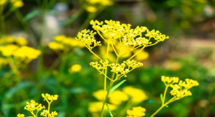 「女郎花」の読み方はなぜ「おみなえし」？その理由は対となる花にあった！