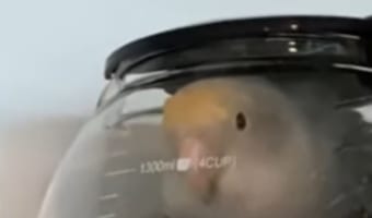 一体どうやって入ったの??オウムを探していたらまさかの場所で発見!