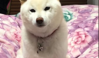 正月だから夜更かししてたら愛犬に怒られたエピソードがかわいい
