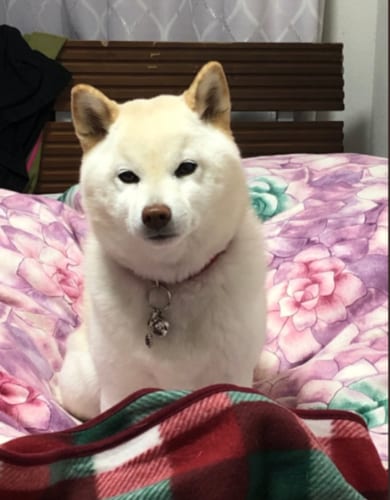 正月だから夜更かししてたら愛犬に怒られたエピソードがかわいい