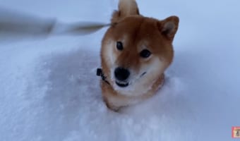 マイナス7度の世界をものともしない柴犬に癒される♪