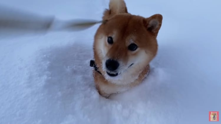 マイナス7度の世界をものともしない柴犬に癒される♪