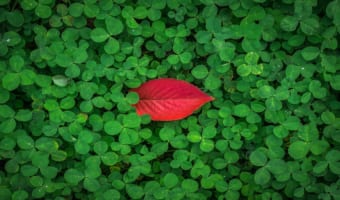 花冠に用いられる「白詰草」と「クローバー」は同じ!?それぞれの名前の由来や花言葉も解説!