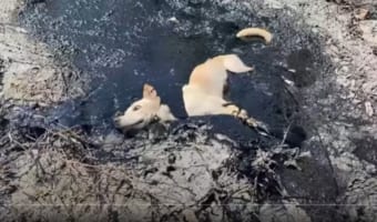 助かってよかった!廃棄されたアスファルト補修ゴムに埋まってしまった犬を救出
