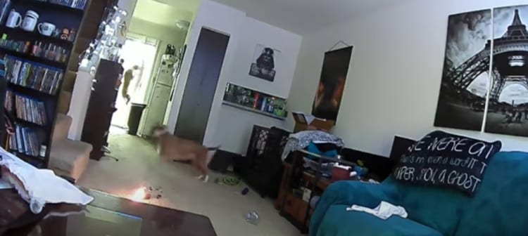 あわや大惨事！ペットがおもちゃで遊んでいたら誤って出火！