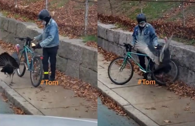 絶対に許さないという感情がヒシヒシと伝わる七面鳥！執念がすごい！