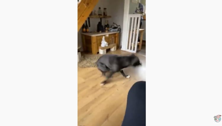 テンションマックスでスピンするワンコが凄い！