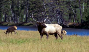 「ワピチ」は世界で2番目に大きなアメリカなどに生息する鹿