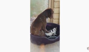 ねぇねぇそこ僕の場所なんだけど・・・犬と猫の関係性が面白い動画♪