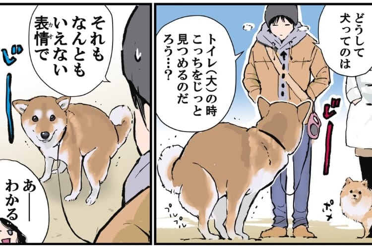 柴犬の言葉を解読！トイレ中のワンちゃんの表情が明かす驚きの心理とは？