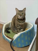 その顔はいったい何！？(笑) 何かをたくらんでいそうなニャンコの表情が話題に！