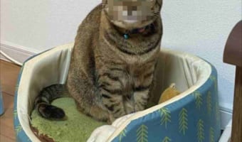 その顔はいったい何!?(笑) 何かをたくらんでいそうなニャンコの表情が話題に!
