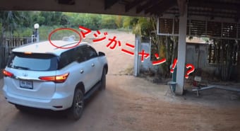 マジかニャン！ニャンコが車の上でお昼寝してたらいつの間にか発車してしまい...