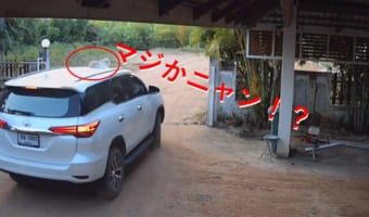 マジかニャン!ニャンコが車の上でお昼寝してたらいつの間にか発車してしまい...