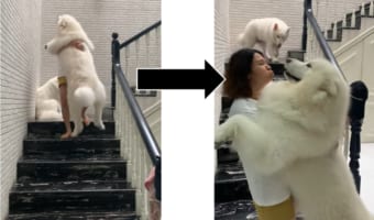 体は大きくても甘えん坊。階段が怖い巨大ワンコが可愛すぎる