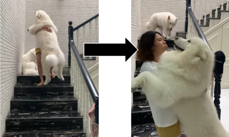 体は大きくても甘えん坊。階段が怖い巨大ワンコが可愛すぎる