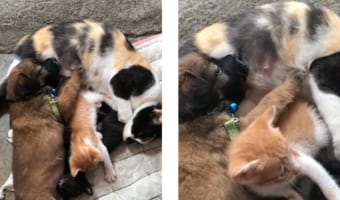 種別を超えた家族愛!子犬に母乳を与えるニャンコが尊い
