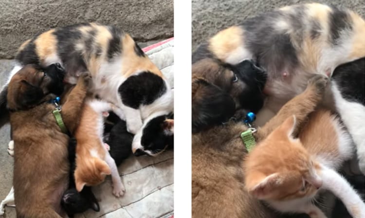 種別を超えた家族愛！子犬に母乳を与えるニャンコが尊い
