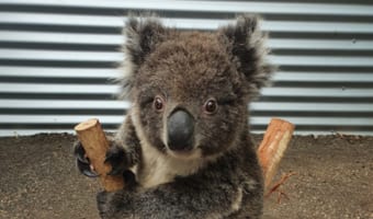 あなたはご存知ですか?コアラの体重測定方法が可愛すぎると話題♪