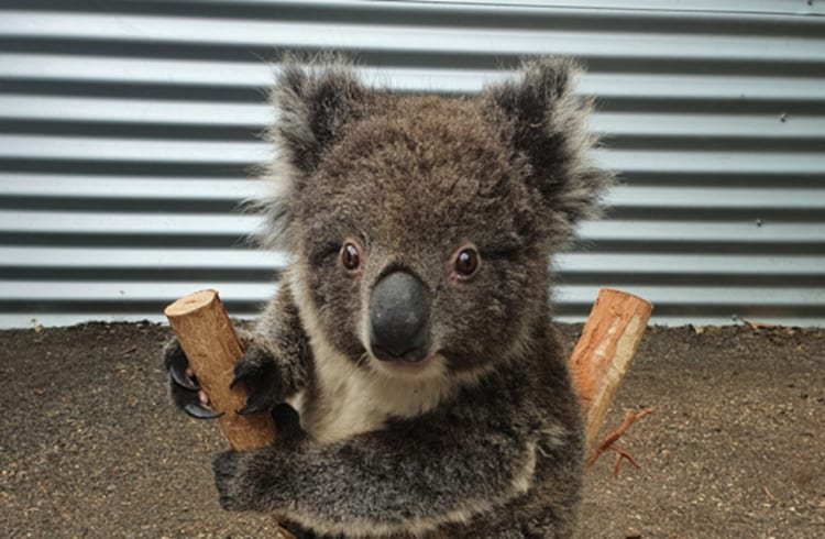 あなたはご存知ですか？コアラの体重測定方法が可愛すぎると話題♪