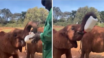 孤児の赤ちゃんゾウ。自立する為に必死でミルクを飲む姿に感動する！