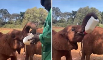 孤児の赤ちゃんゾウ。自立する為に必死でミルクを飲む姿に感動する！