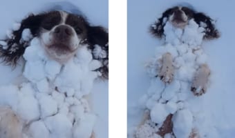 寒くないの!?雪が好きすぎて雪と一体化するワンコが可愛すぎる