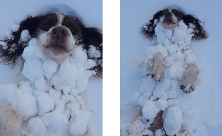 寒くないの！？雪が好きすぎて雪と一体化するワンコが可愛すぎる