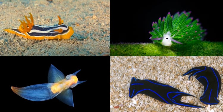 不思議な生物「ウミウシ」をご存知？神秘的なウミウシの姿をまとめてご紹介！