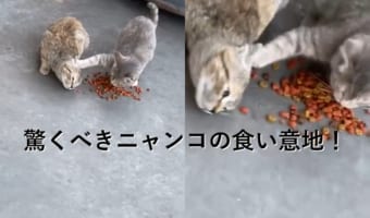 食い意地が凄い!食べ物を独り占めしようとするニャンコの執念に脱帽