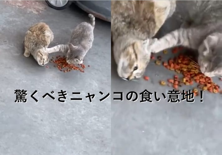 食い意地が凄い！食べ物を独り占めしようとするニャンコの執念に脱帽