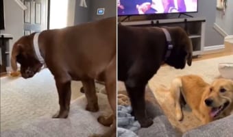 超おてんば!ダイビングしてくる子犬が可愛いけれどハラハラする!